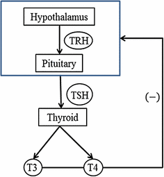 hypothalamic-pituitary-thyroid axis (HPT)
