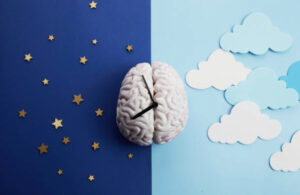 Brain demonstrating day and night sleep rhythm